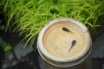 足の生えたオタマジャクシ