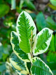 Variegated guava leaves and branch show textured patterns in bright sunlight high resolution photo