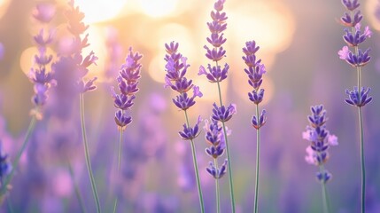 Obraz premium ethereal lavender field at golden hour, shallow depth of field creating dreamy bokeh effect, delicate purple flower spikes fade into misty background, soft evening sunlight filtering through stalks