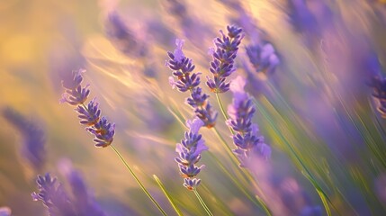 abstract close-up of lavender blooms in late afternoon light, extreme soft focus transforming flowers into ethereal purple clouds, backlit stems creating organic patterns, dancing light particles in