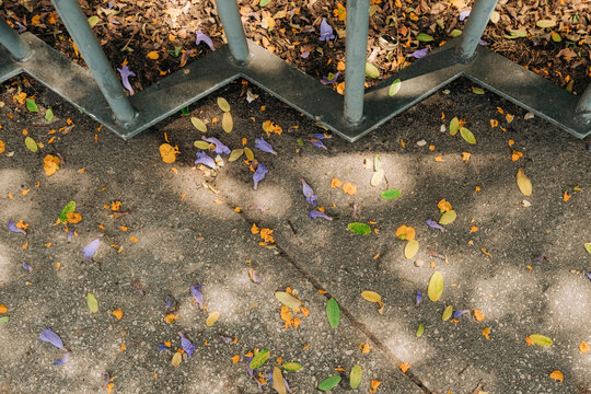 Fallen leaves and petals on pavement beneath railing