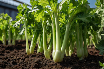 Fototapeta premium Fresh Green Celery Stalks Growing Upright in Garden under Natural Daylight
