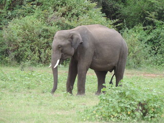 Amazing Elephants in Kaudulla National Park, Sri Lanka