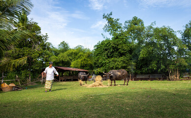 Farmhand tending to buffaloes while leading them through a rural landscape in the early morning...