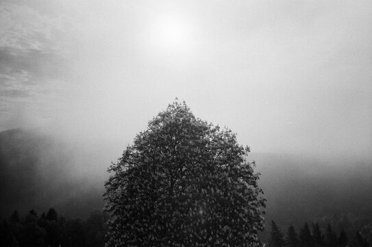 Black and white shot of chestnut tree in morning fog