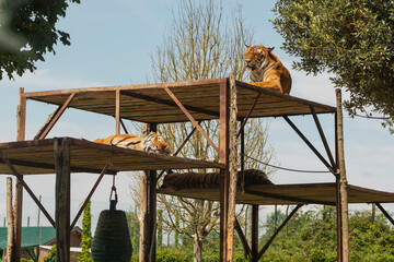 Two Bengal tigers resting on wooden platforms in a sunny outdoor zoo safari enclosure in Ravenna, Italy, perfect for wildlife, exotic animal, and nature stock photography collections © Nikola