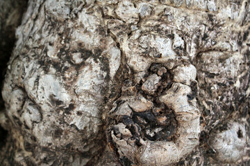 Abstract Texture Tree Bark Rough Nature Background