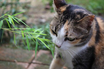 A close-up shot of a domestic cat nibbling on a sprig of fresh green grass