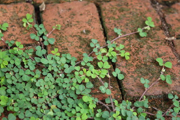 Moss and Clover Growth on Red Brick Walkway