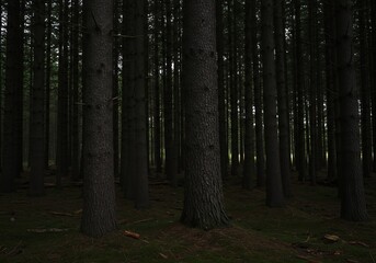 Naklejka premium 深い森の風景写真