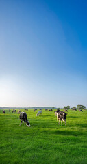 Cows in a wide meadow with clear sky