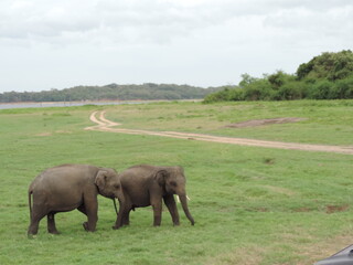 Fototapeta premium Amazing Elephants in Kaudulla National Park, Sri Lanka