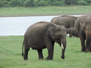 Amazing Elephants in Kaudulla National Park, Sri Lanka