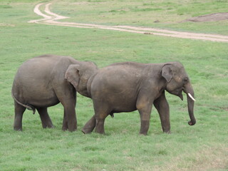 Amazing Elephants in Kaudulla National Park, Sri Lanka