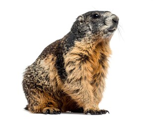 Fototapeta premium Alpine marmot portrait