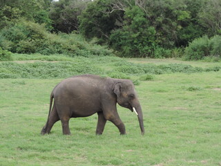 Fototapeta premium Amazing Elephants in Kaudulla National Park, Sri Lanka