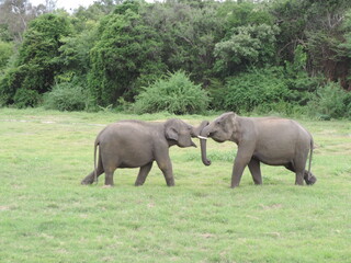 Fototapeta premium Amazing Elephants in Kaudulla National Park, Sri Lanka