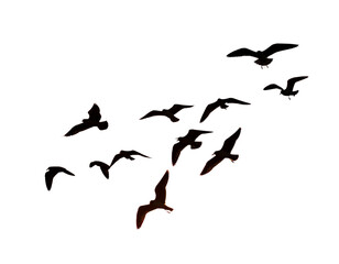  Silhouetted Seagull Flock Flying Across Orange Sunset Sky, Isolated PNG