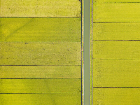 Aerial View of Maturing Rice Paddies