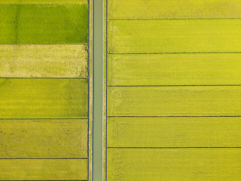 Aerial View of Maturing Rice Paddies