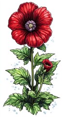 Vibrant Red Poppy Flower with Bud Illustration