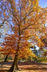 Fototapeta premium Autumn colors in Central Park forest and trails.