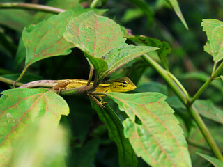 View of a lizard walking on a plant.