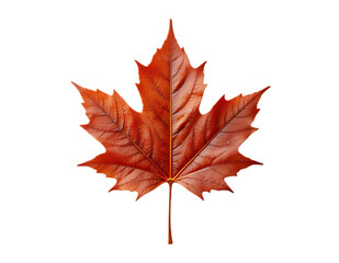 Vibrant red autumn maple leaf showcasing detailed texture and veins, isolated on a clean white background.