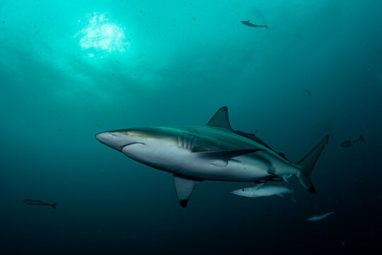 Oceanic Blacktip Shark
