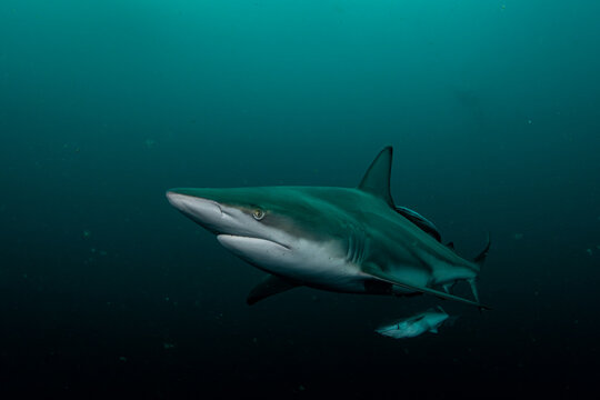 Oceanic Blacktip Shark