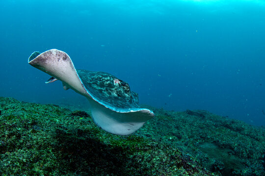 Blotched Fantail Ray