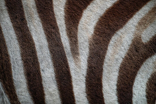 Zebra Pattern