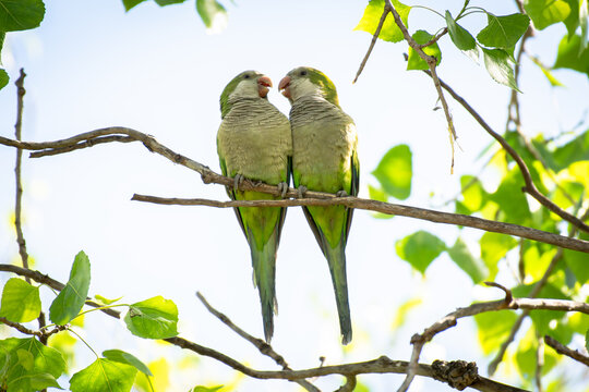 Pareja de pericos monges en romance