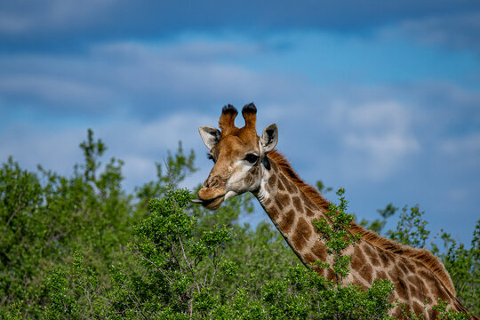 Fototapeta Angolan Giraffe