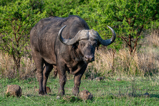 Cape Buffalo