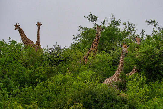 Fototapeta Angolan Giraffe Family at Dinner