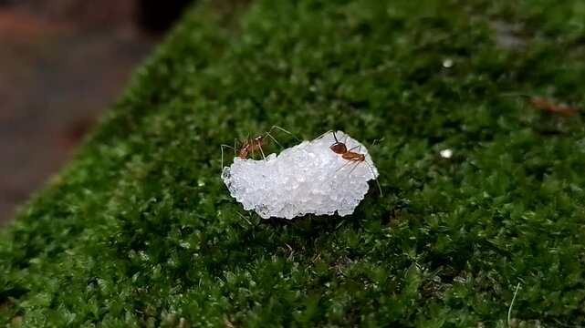 Ants eating sugar 4K Quality Video