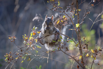 Ardilla equilibrándose en una rama para comer.