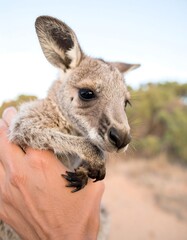 Fototapeta premium Baby kangaroo in hand