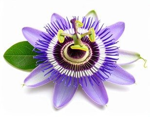 Professional botanical photography of a purple passion flower
