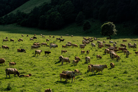 Grazing Cows and a Lonely Tree in Artiga de Lin Meadows