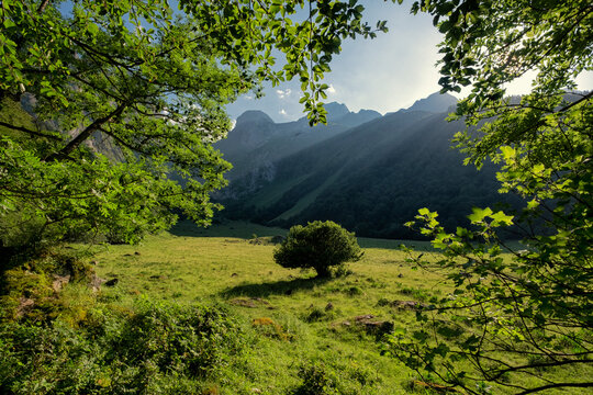 Lonely Tree in the Green Meadows of Artiga de Lin