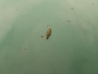 Bagworm, bagworm moth larva, or trash worm walking close up photo taken in malaysia