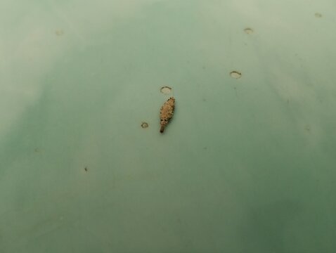 Bagworm, bagworm moth larva, or trash worm walking close up photo taken in malaysia