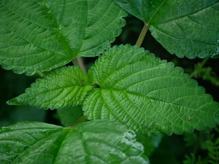 close up of green leaves