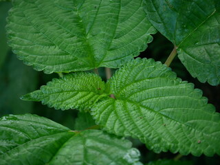 close up of green leaves