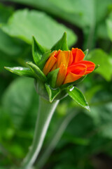 orange rose with green leaves