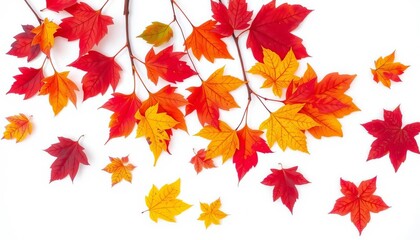 Fototapeta premium Vibrant autumn leaves, various colors, isolated on white, fall leaves, dry