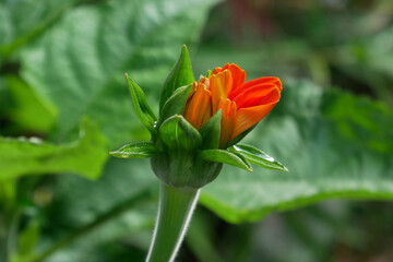 orange flower with green leaves