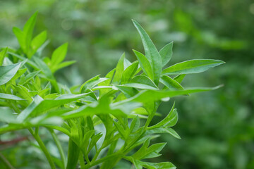 close up of fresh herbs
